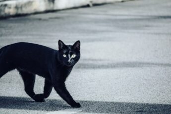 Черная кошка перебежала дорогу